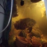 ماهی اسکار باله بلند