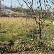 نهال خرمالو