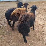 سه راس بره نرقزل افشارسه تاباهم 95تومن