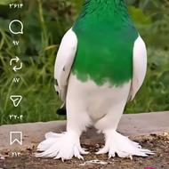 حدود 200 یا بیشتر کود کبوتر و پنج گونی کود مرغ