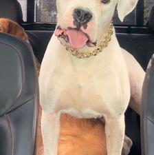 داگو آرژانتینو ماده واگذاری