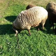 گوسفند نر تخمی مناسب برای داخل گله