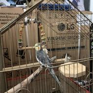 عروس هلندی نر رام.با قفس و لوازم