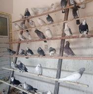 فروش انواع کبوتر پرشی و زینتی فقط تماس