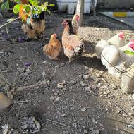 دو خروس کوشین لاوندر، یک مرغ ویاندوت، یک خروس ویاندوت