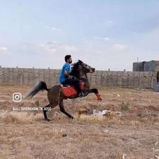 اسب نریان سواری دار
