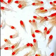 ماهی قرمز برای فروش شب عید نوروز