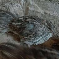 فروش بلدرچین چاه قائدی وحیدکشتکار