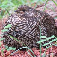 فروش بلدرچین تخمگذار و گوشتی