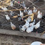 مرغ تخم گذار گلین