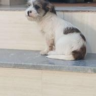 واگذاری پاکوناه پشمالو