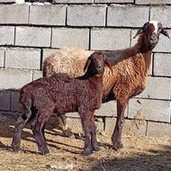 گوسفند وره مار برجی بابره ماده افشاری