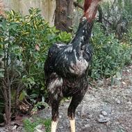 لاری نصل دار سال