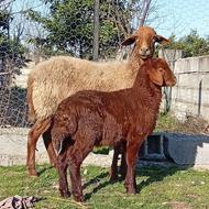 گوسفند وره مار بابره نر آس