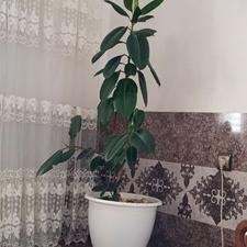 گل زیبا و پر رنگ