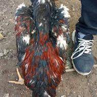 فروش لاری سالم