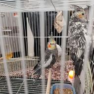 دو طوطی عروس سخنگو