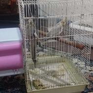 یک جفت عروس هلندی