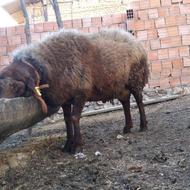 نر تخمی جنس میزان پرش به شرط تضمین