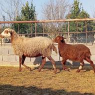 گوسفند وره مار بابره ماده شیرمست