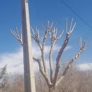 حرس وباغبانی