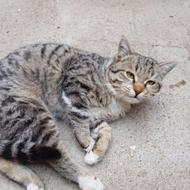 واگزاری رایگان گربه