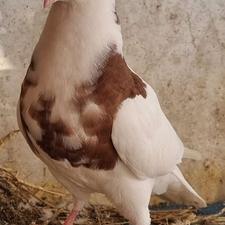 کبوتر طوقی نر