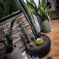 گل کاکتوس افوربیا پریانوس