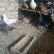 کبوتر بالغ و جوجه