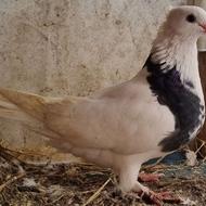 کبوتر طوقی ماده