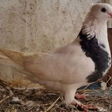 کبوتر طوقی ماده