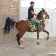 نریان بشدت دمگیر و سواریدار