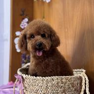 پودل 30 روز اصل بابل واگذاری