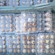 تخم بلدرچین تعداد