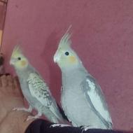 عروس هلندی سینامون