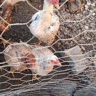 فروش مرغ لاری با اصالت