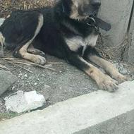 واتگزاری سگ سالم