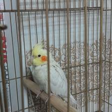 عروس هلندی لوتینو بالغ