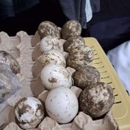 فروش تخم نطفه دار اردک خارجی