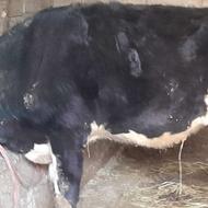 گوساله ماده هلشتاین اصیل گاو