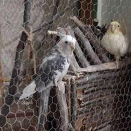 یک جفت طوطی عروس البینو نر سخنگو و ماده لوتینو