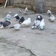 پرنده ها سرحال هستن هیچ مشکلی ندارن