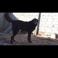 سرابی ذات قدیم واگزاری