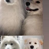 سگ سامویید و گلدن سامویید واگذاری