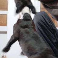 توله پیتبول ماده 3ماه واگذاری