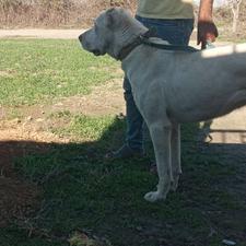 سگ آلابای ماده