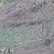 فروش کود حیوانی گاو و گوسفند