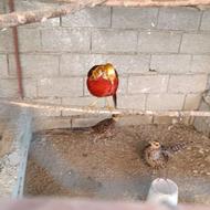 جوجه قرقاول بلژیکی لیمویی آمریکایی