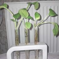 گل وگلدان طبیعی