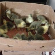 جوجه غاز محلی درشت و وزنگیر زیر پر بوقلمون